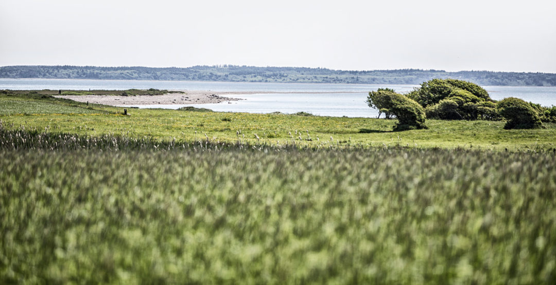 Livø - det grønne paradis i Limfjordens vande | Livø Feriecenter
