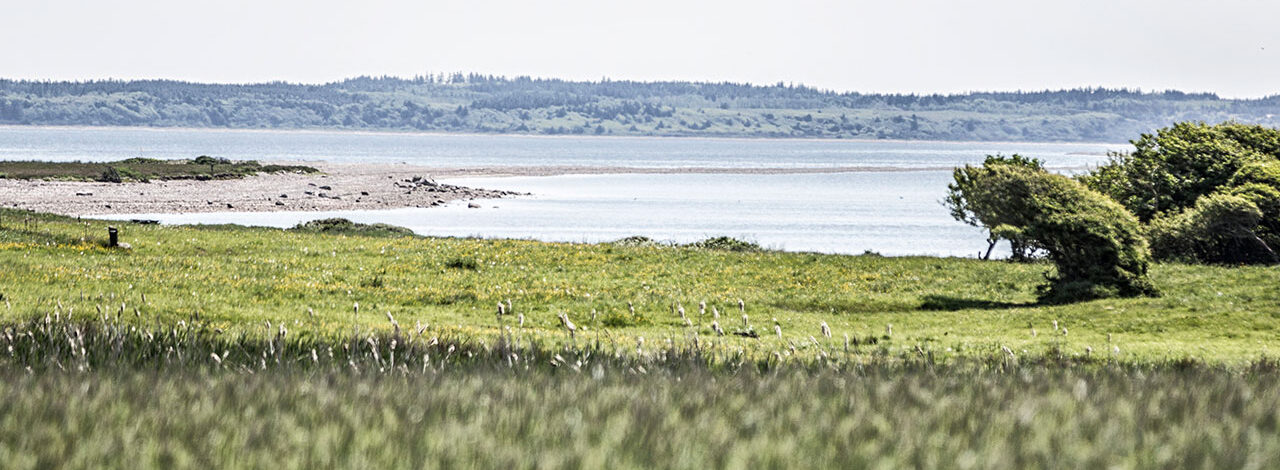 Livø - det grønne paradis i Limfjordens vande | Livø Feriecenter