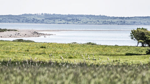 Livø - det grønne paradis i Limfjordens vande | Livø Feriecenter